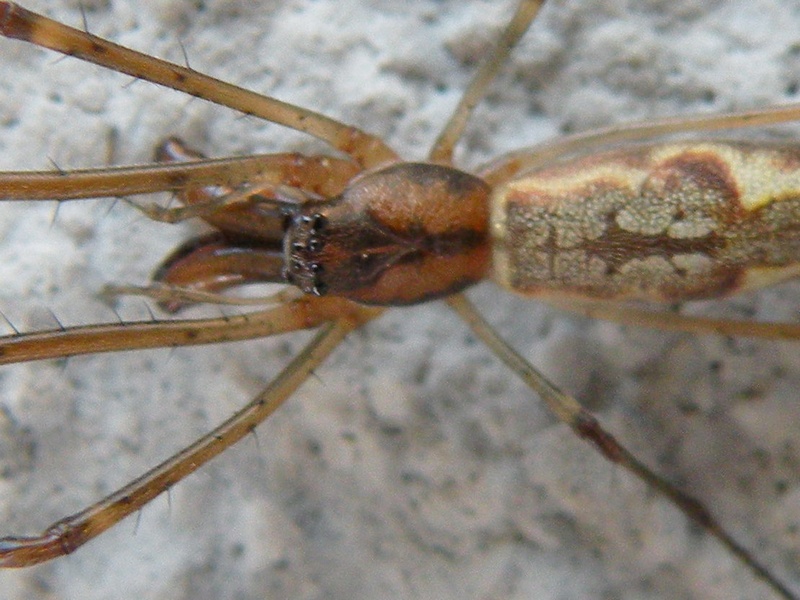 Tetragnatha